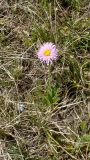 Erigeron venustus