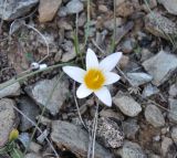 Romulea bulbocodium