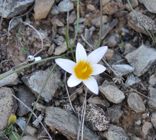 Image of Romulea bulbocodium specimen.