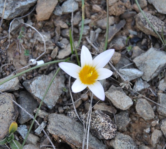 Изображение особи Romulea bulbocodium.