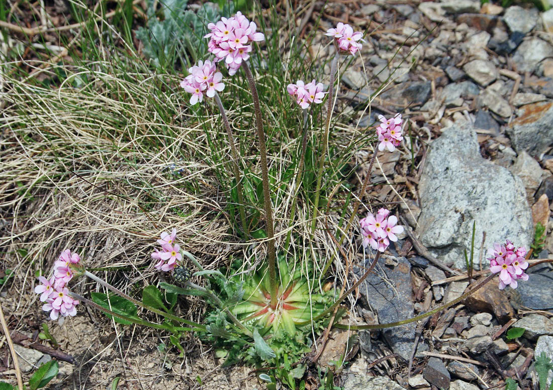 Image of Androsace albana specimen.