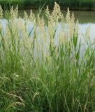 genus Calamagrostis. Цветущие растения. Ростовская обл., окр. г. Азов, берег протоки Азовка. 19 июня 2011 г.