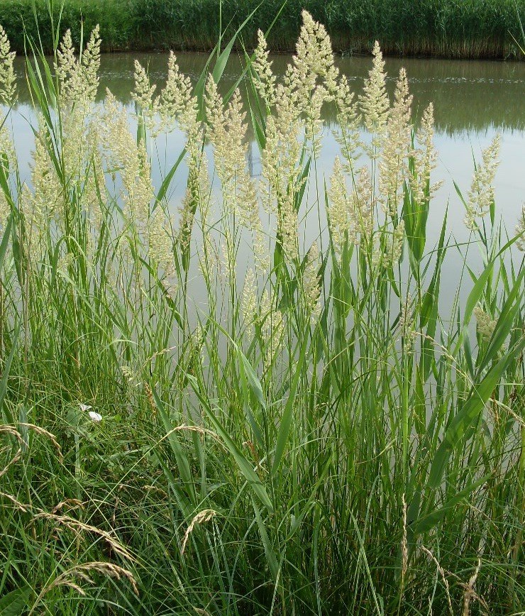 Изображение особи род Calamagrostis.