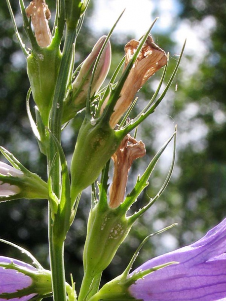 Image of Campanula rapunculus specimen.