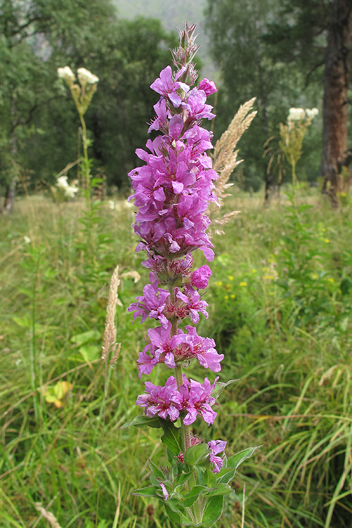 Image of Lythrum salicaria specimen.