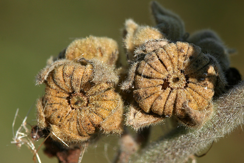 Image of Althaea officinalis specimen.