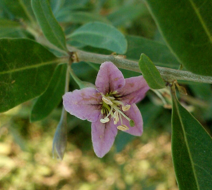 Изображение особи Lycium barbarum.