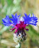 Centaurea depressa