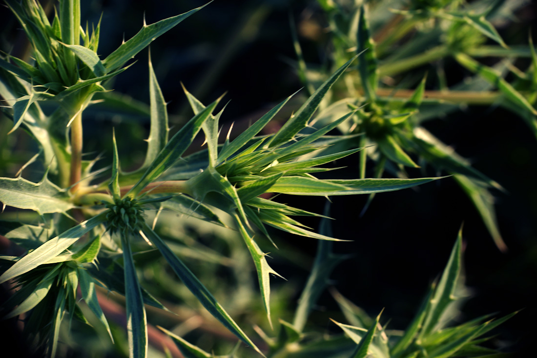 Image of Eryngium campestre specimen.