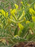 Astragalus henningii