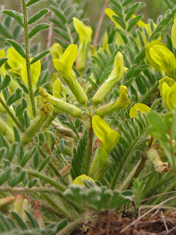 Изображение особи Astragalus henningii.