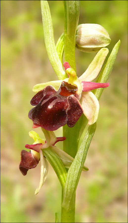 Изображение особи Ophrys mammosa ssp. caucasica.