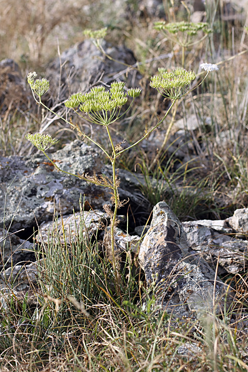 Image of Oedibasis platycarpa specimen.