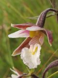 Epipactis palustris. Цветок. Нидерланды, провинция Groningen, национальный парк Lauwersmeer, влажная луговина. 20 июля 2008 г.