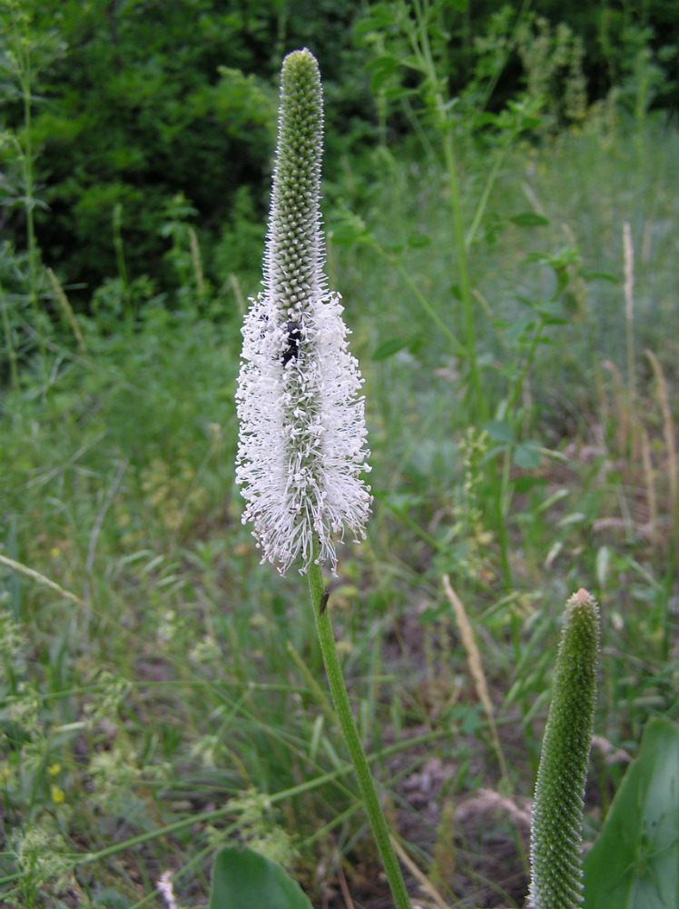 Изображение особи Plantago maxima.