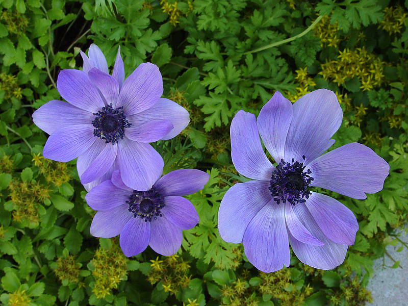 Изображение особи Anemone coronaria.