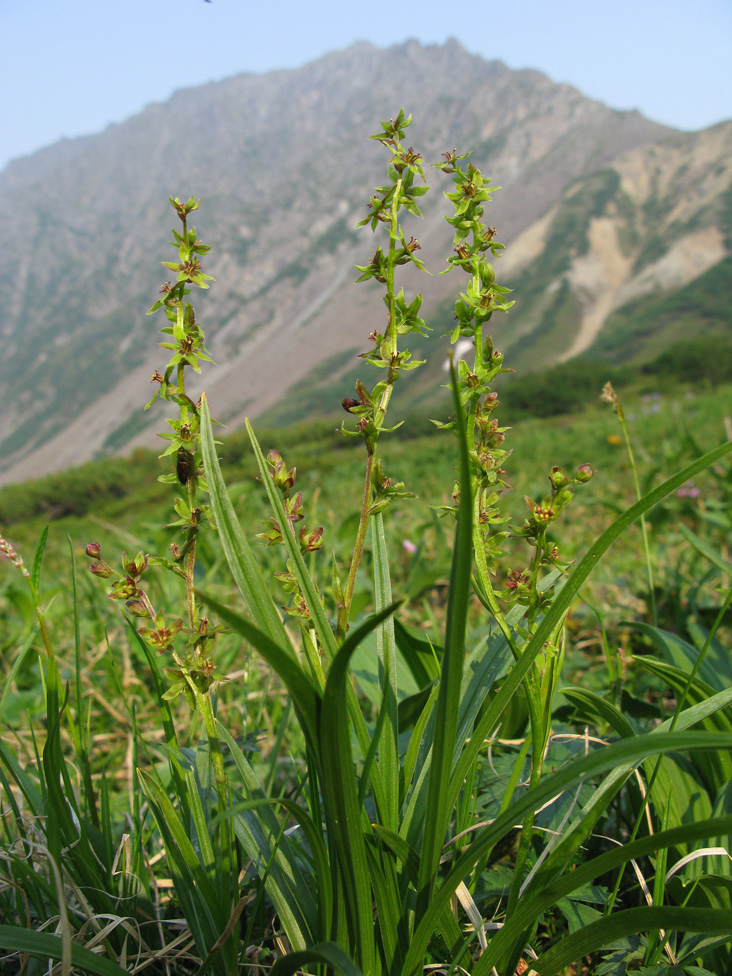 Image of Veratrum anticleoides specimen.