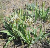 Iris scariosa