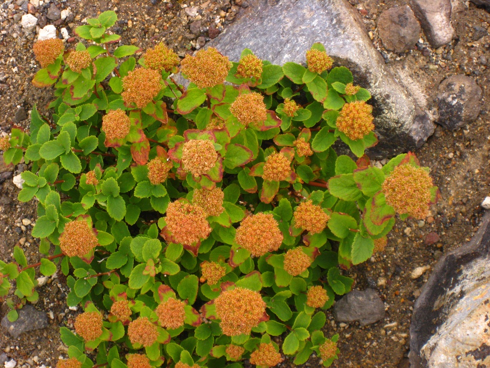 Image of Spiraea beauverdiana specimen.