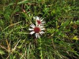 Carlina acaulis