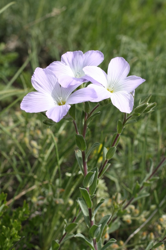 Изображение особи Linum lanuginosum.