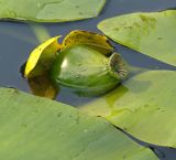 Nuphar lutea