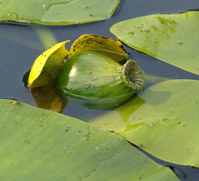 Image of Nuphar lutea specimen.