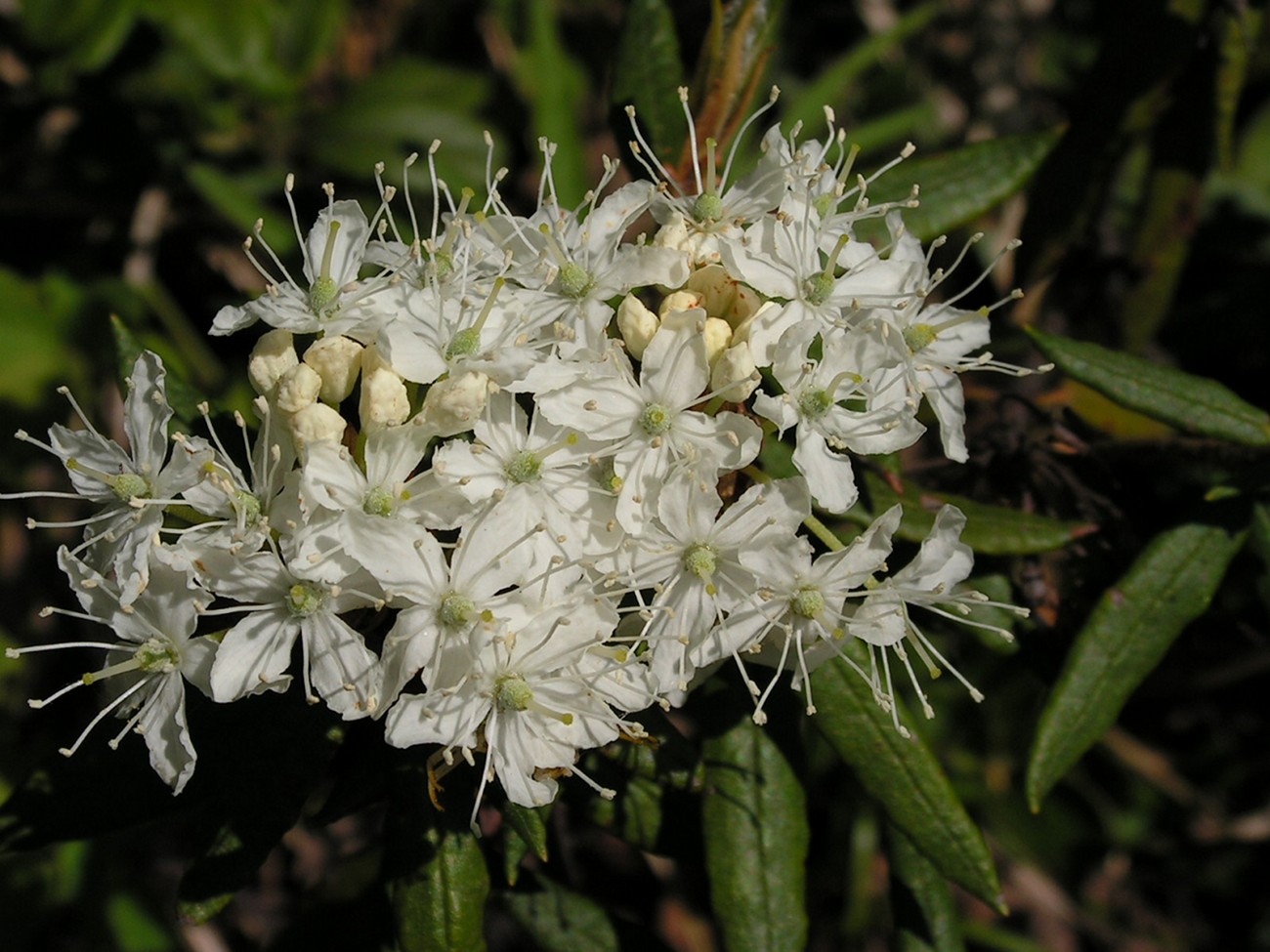 Изображение особи Ledum hypoleucum.