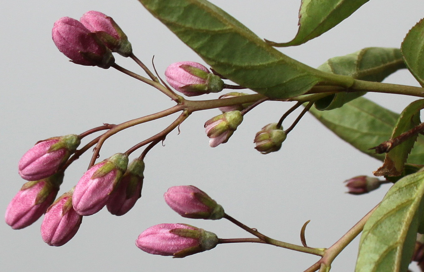 Изображение особи Deutzia × rosea.