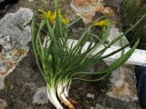 Scorzonera humilis. Извлечённое из почвы цветущее растение с листьями разной ширины. Испания, Страна Басков, Арратия, горный перевал Барасар, заболоченная котловина между двумя хребтами. 8 мая 2012 г.