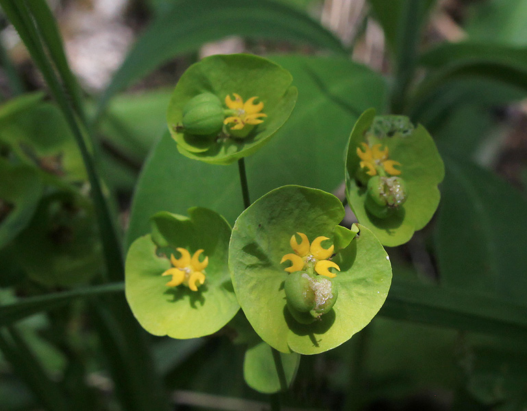 Image of Euphorbia glaberrima specimen.