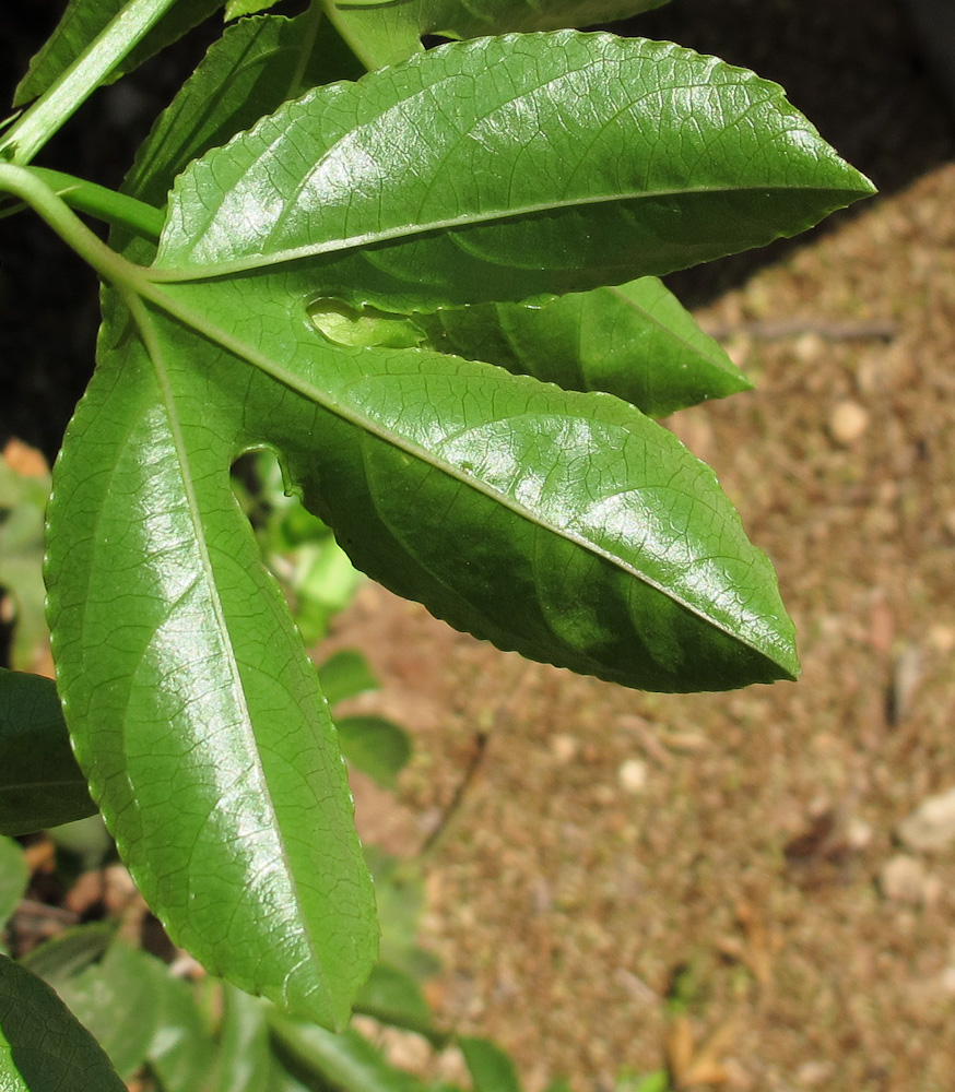 Image of Passiflora edulis specimen.