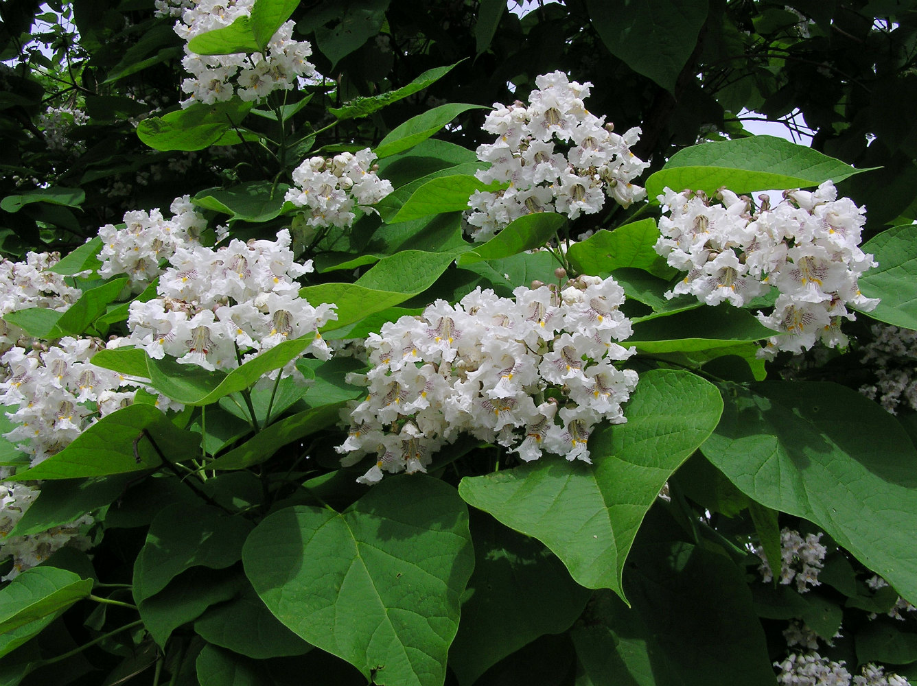 Изображение особи Catalpa bignonioides.