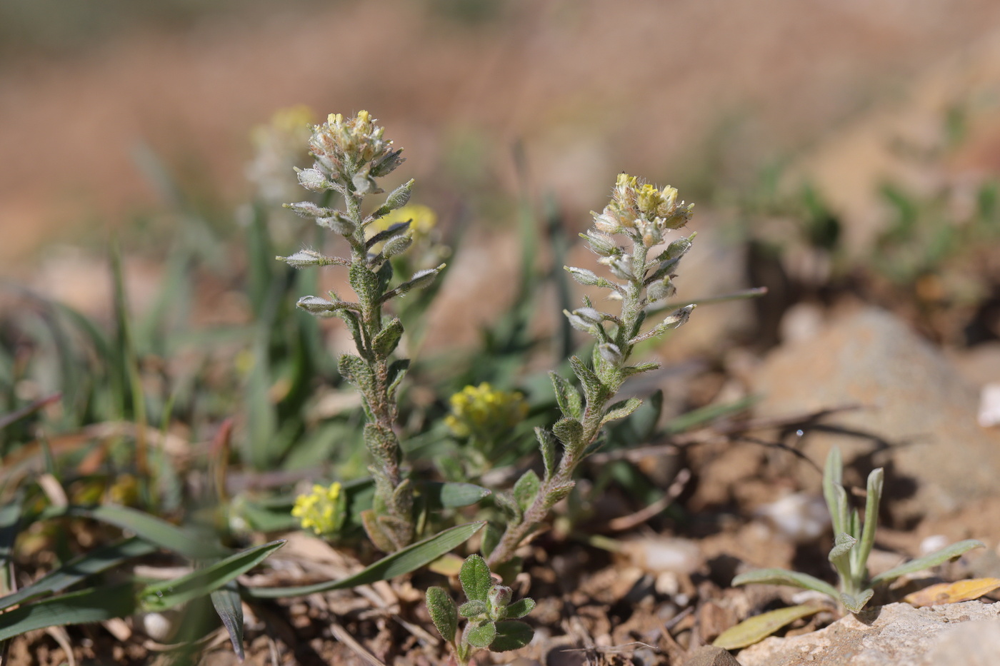 Изображение особи Alyssum simplex.