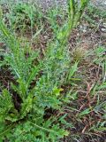 genus Carduus. Часть растения с при корневыми листьями. Казахстан, Восточно-Казахстанская область; Западный Алтай, скл. Ульбинского хребта, окр. с. Ушановское. 20.06.2012.