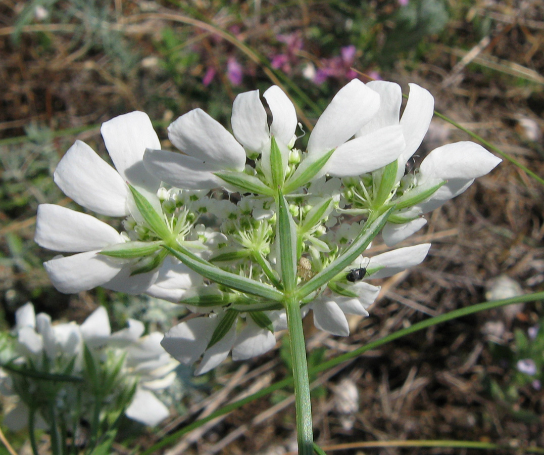 Изображение особи Orlaya grandiflora.