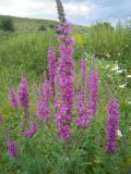 Lythrum salicaria