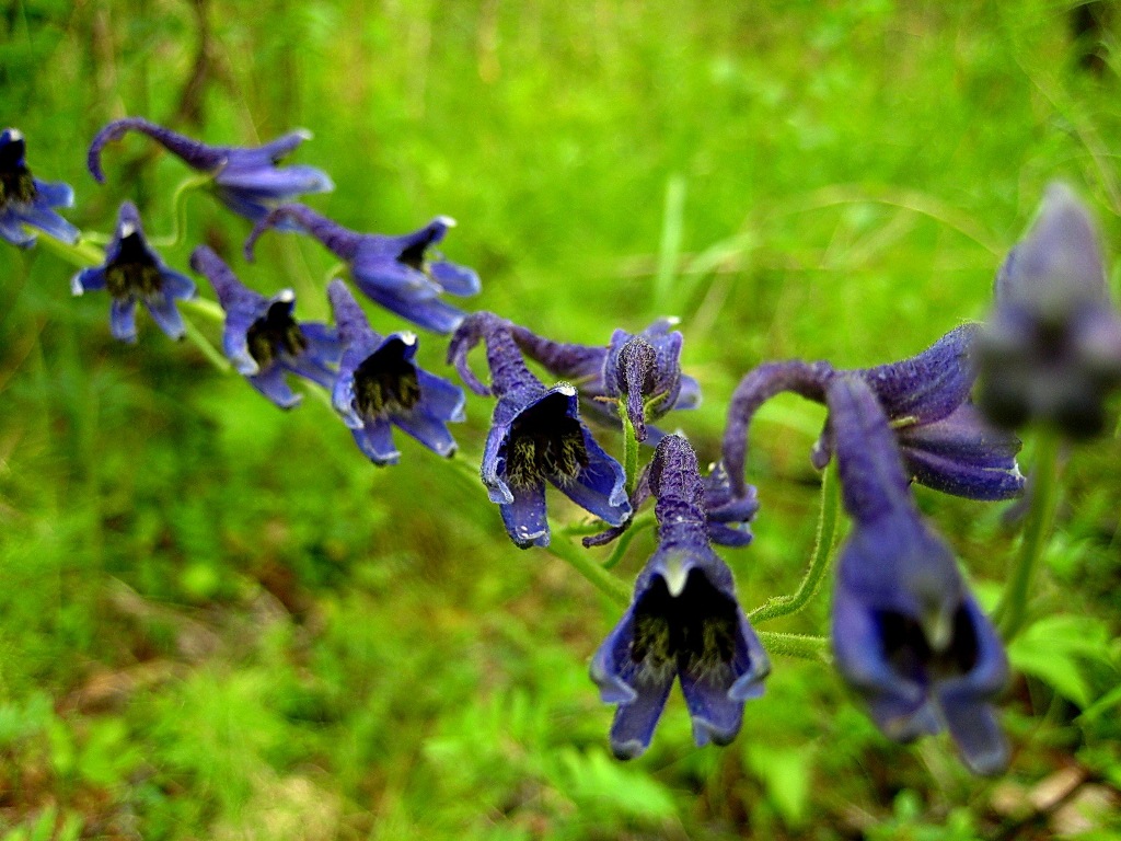 Image of Delphinium elatum specimen.