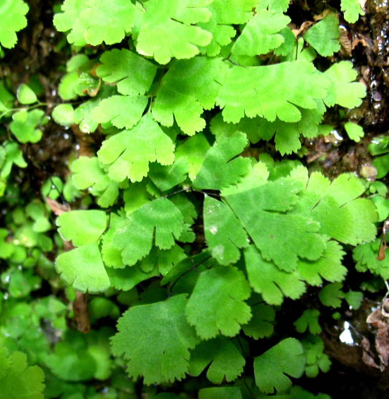 Изображение особи Adiantum capillus-veneris.