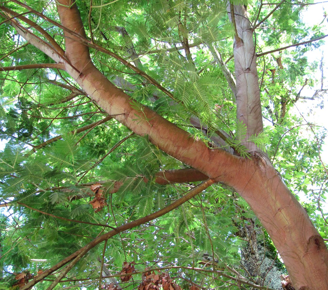Image of Acacia dealbata specimen.