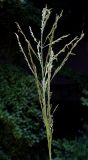 Eragrostis amurensis