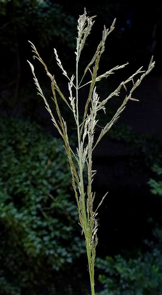 Image of Eragrostis amurensis specimen.