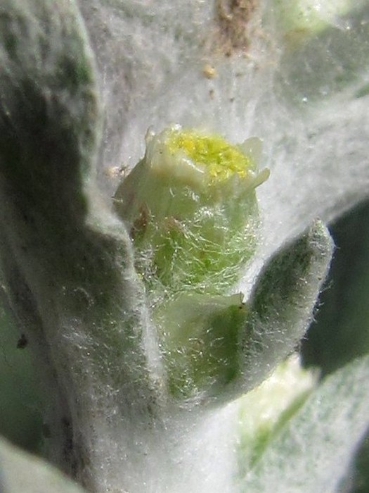 Image of Gnaphalium rossicum specimen.