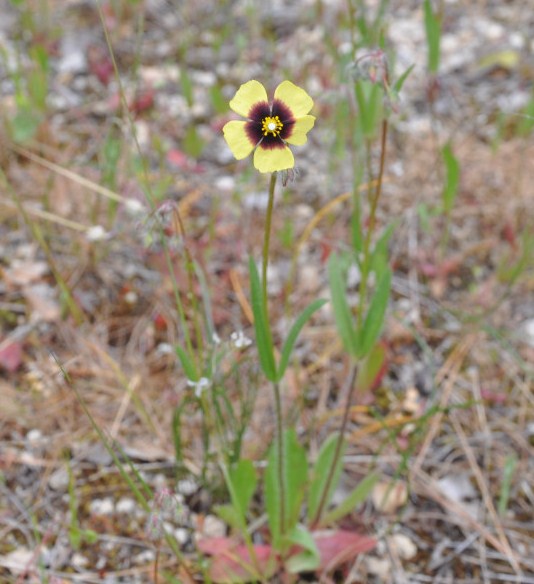 Image of Tuberaria guttata specimen.