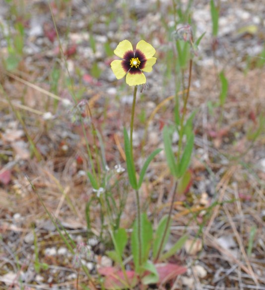 Изображение особи Tuberaria guttata.