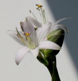 Image of taxon representative. Author is Валерий Куделя