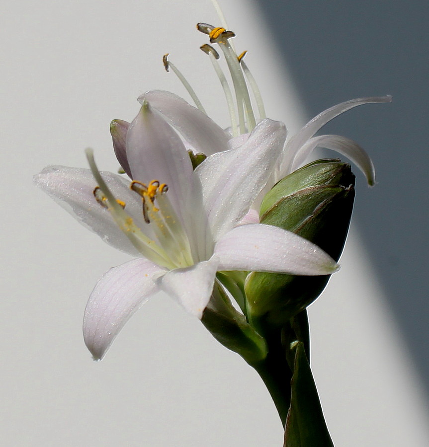 Изображение особи Hosta fortunei.