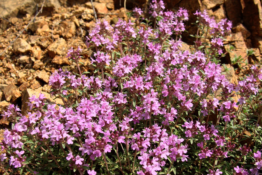 Изображение особи Thymus minussinensis.