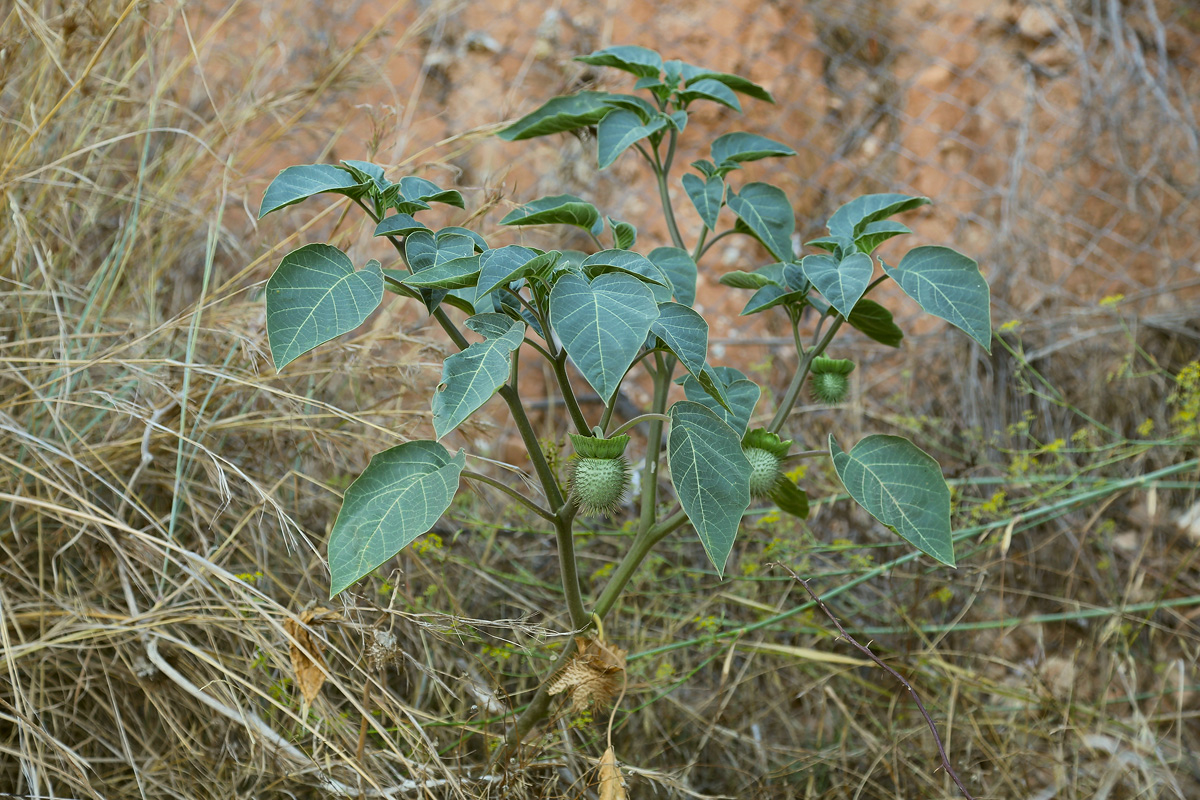 Image of Datura innoxia specimen.