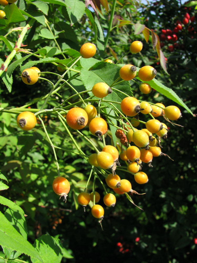 Image of Rosa multiflora specimen.